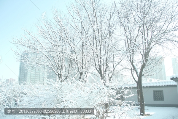 雪景中的樹和雪地