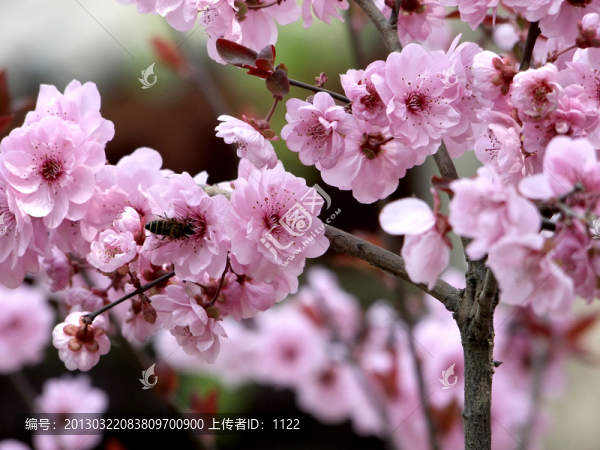 櫻花