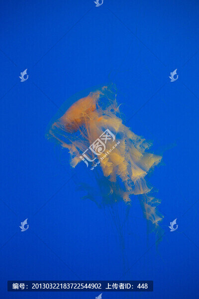 海蜇