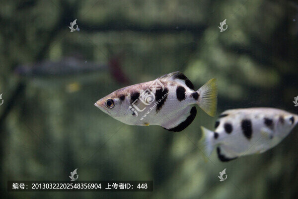 射水魚