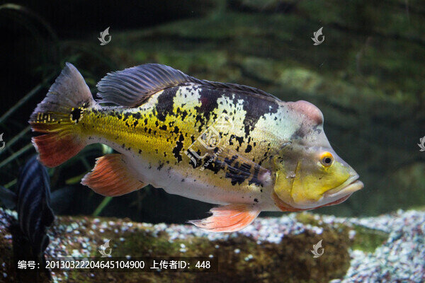 帝王三間魚