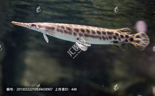 雀鱔