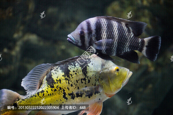 帝王三間魚