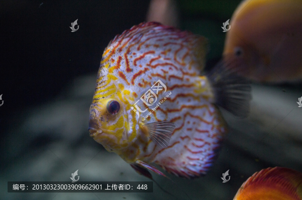 七彩神仙魚