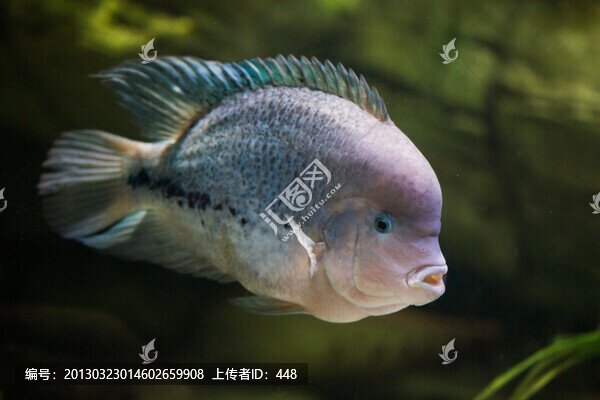 紫藍(lán)火口魚