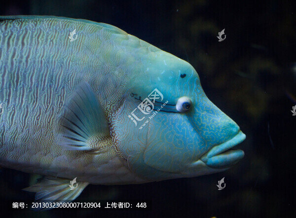 細(xì)點(diǎn)石斑魚(yú)