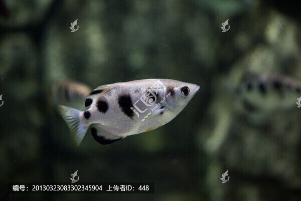 射水魚(yú)