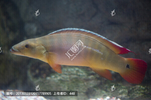 玫瑰狐貍