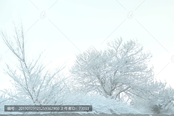 雪景樹木