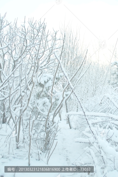 雪天霧凇