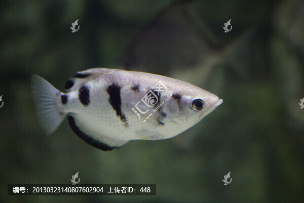 射水魚(yú)