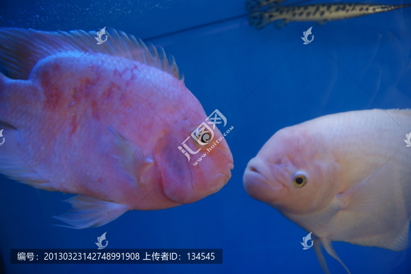 水族館里的魚