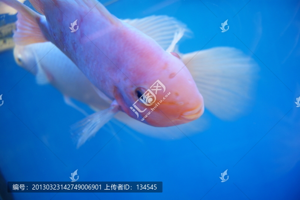 水族館里的魚