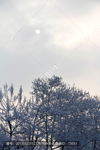 雪景樹林