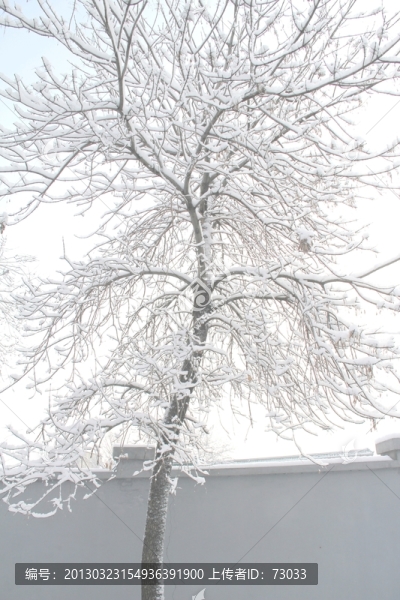 雪景霧凇