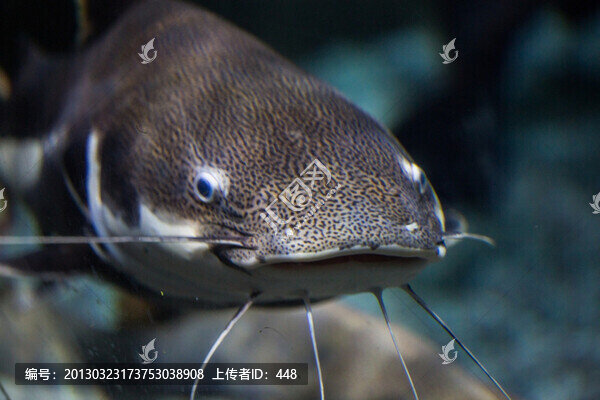 海水鯰魚