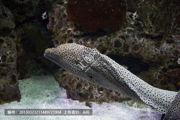 海饅魚