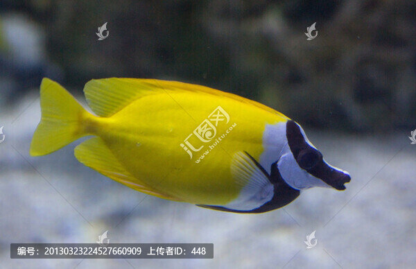蝴蝶魚