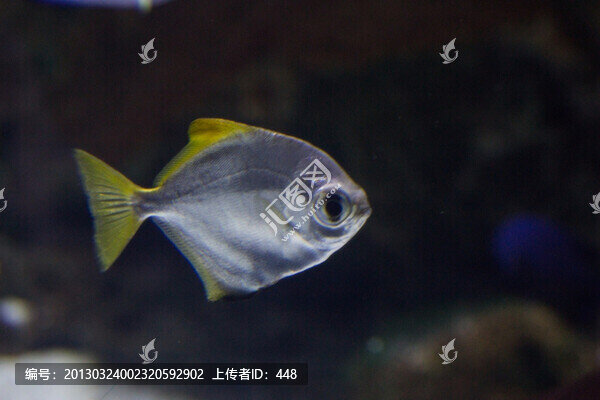 熱帶魚(yú)