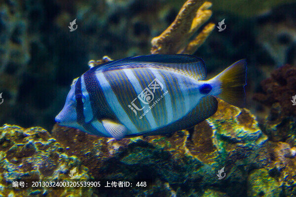 海水熱帶魚