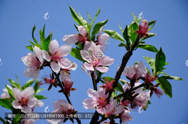 桃花