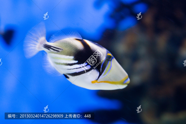鴛鴦炮彈