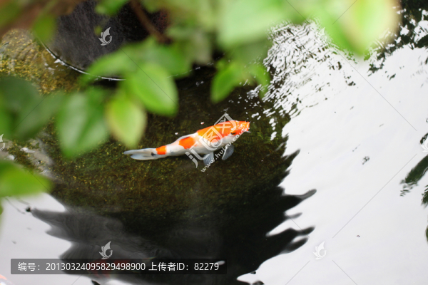 錦鯉