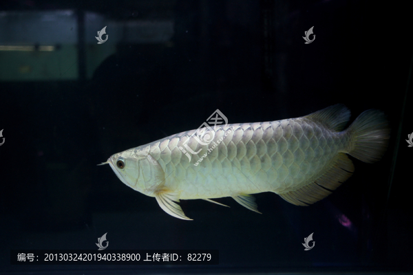 銀龍魚