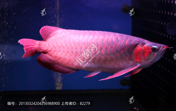 洛濱紅龍