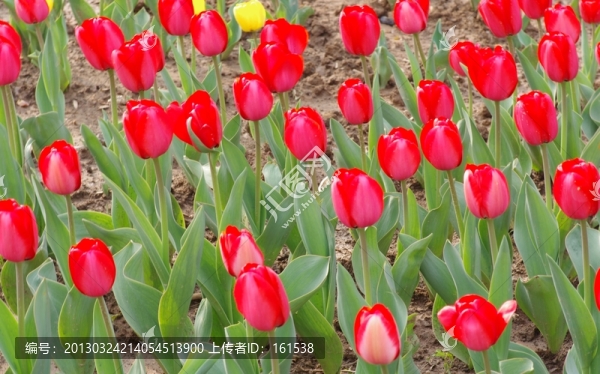 郁金香