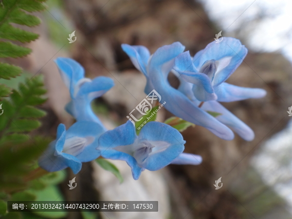 藍(lán)鶴花