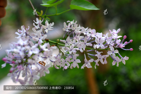 丁香花