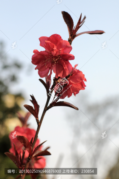 碧桃花