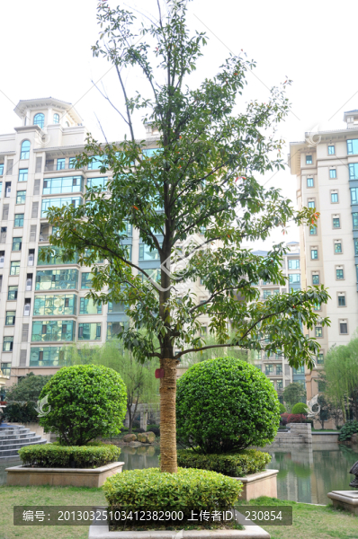 杜英樹(shù)