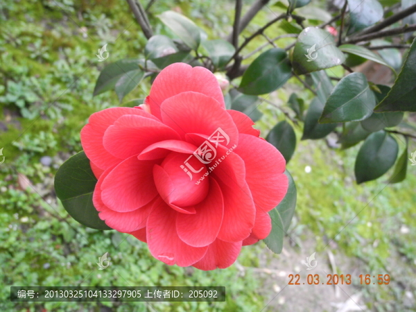 茶花