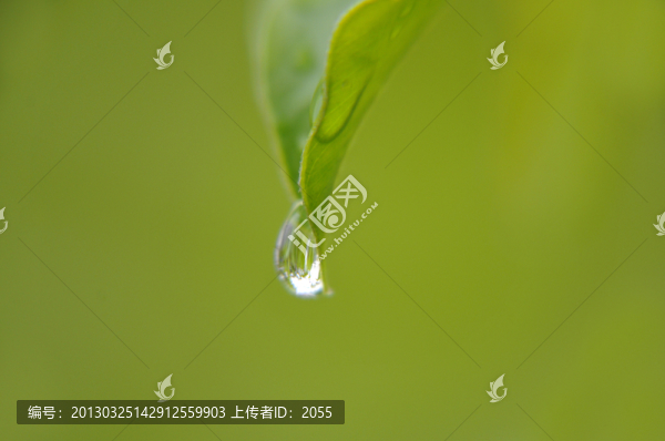 綠葉上的水珠