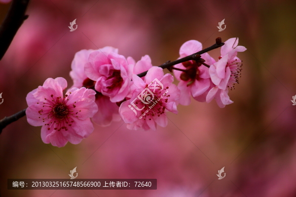 櫻花