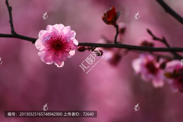 櫻花