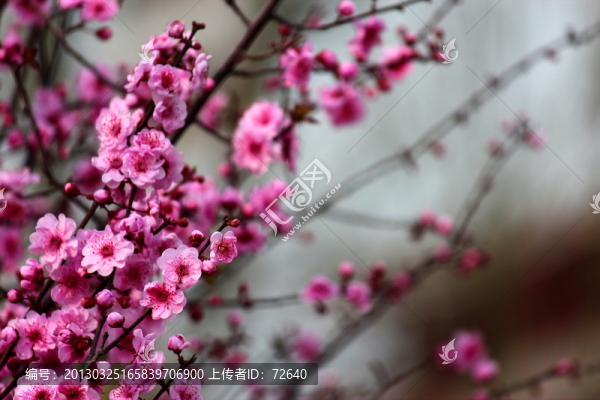 櫻花