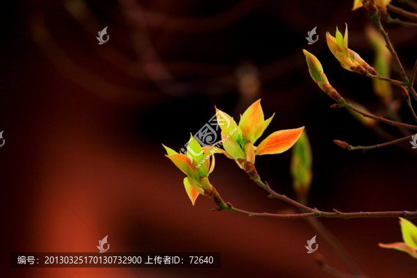 綠葉