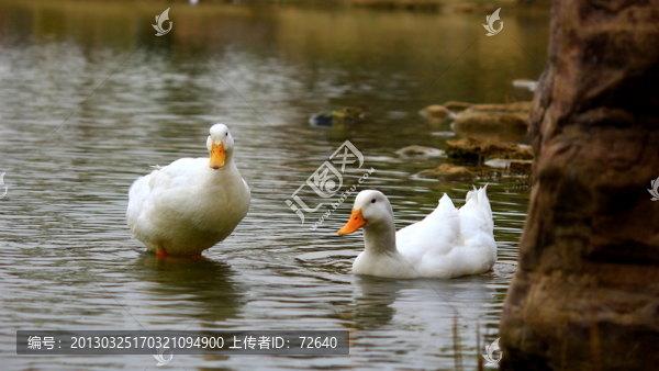 春江水暖鴨先知
