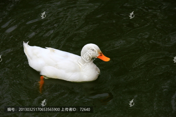 鴨子