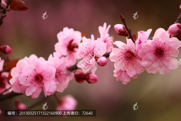 梅花