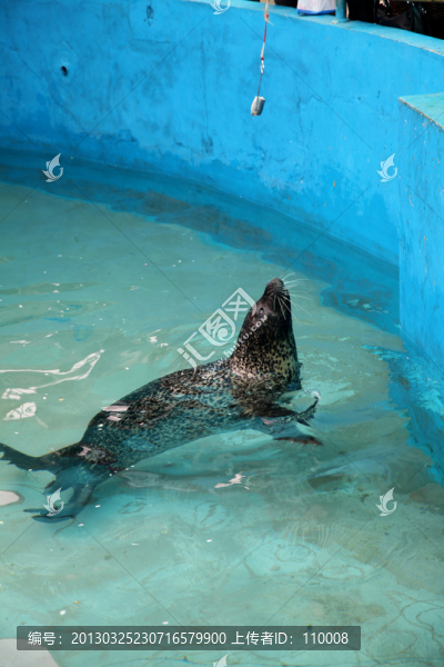 海豹