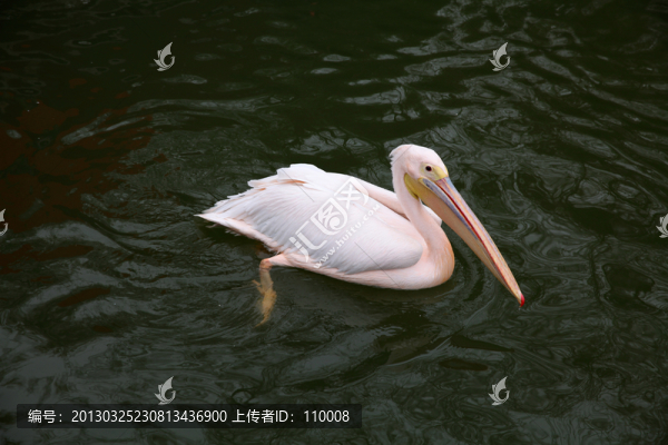 粉色鵜鶘
