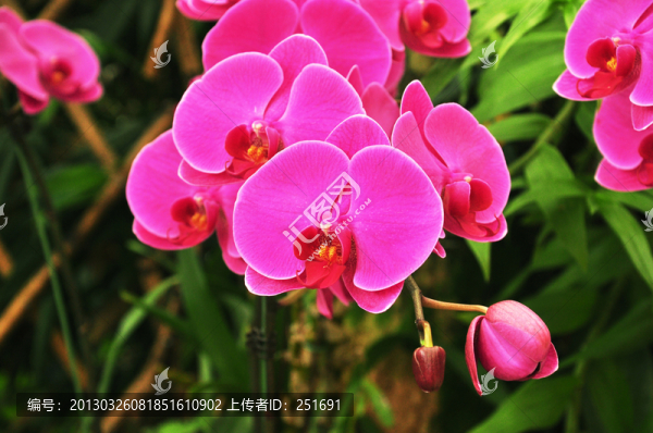 蝴蝶蘭