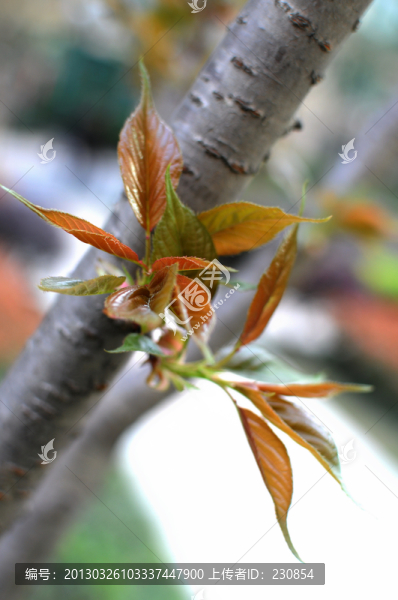 櫻花樹嫩芽