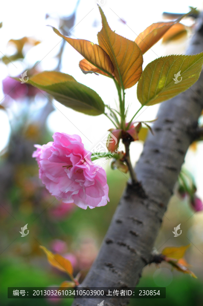 櫻花