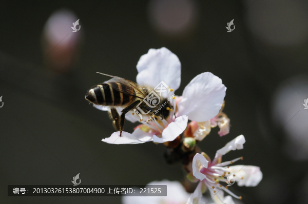 杏花