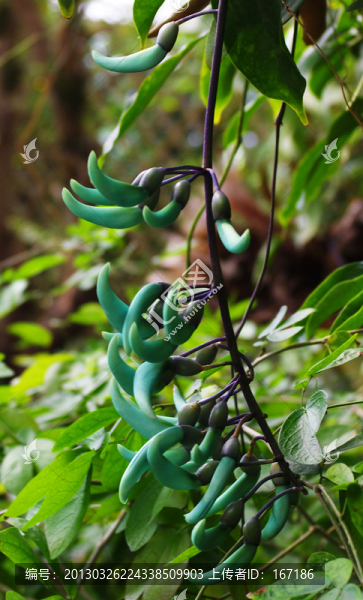 綠色禾雀花